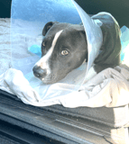 West LA Animal Shelter Volunteers logo