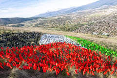Montanans for Peace logo