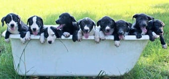 That Crazy Dog Lady logo