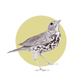 Pitstop for the Birds logo