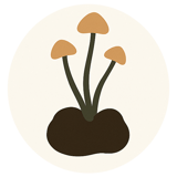 The Sclerotia Project logo