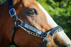 Racing To Rescue Inc logo