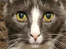 Spay Neuter Save Network logo