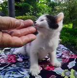 First Watch Rescue logo