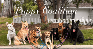 The Puppy Coalition logo