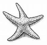 Starfish International logo