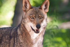 Valko Wolves and Wildlife Conservation logo