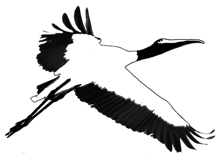 Conserve Nassau logo