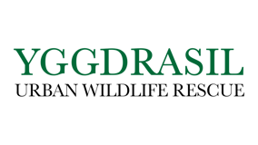 Yggdrasil Urban Wildlife Rescue logo