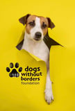 Dogs Without Borders Foundation logo