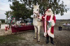 Save Them All Horse Rescue logo