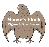 Mooses Flock Pigeon & Dove Rescue logo
