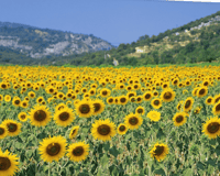 Indivisible Northampton logo