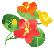 Capucine Montessori logo