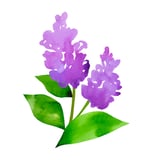 Lilac Montessori logo