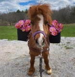 Apifera Farm Inc logo