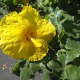 Alanui 'O Ka'u logo