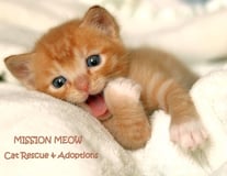 Mission Meow Cat Rescue And Adoptions INC logo