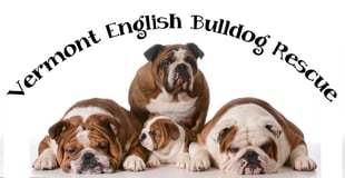 Vermont English Bulldog Rescue Inc logo