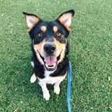 Town and Country Animal Rescue logo