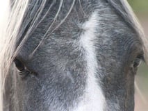 Canham Farm Horse Rescue Inc logo