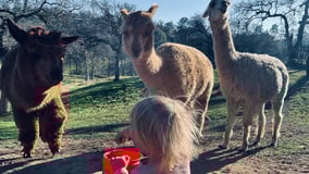 Dream Life Farms logo