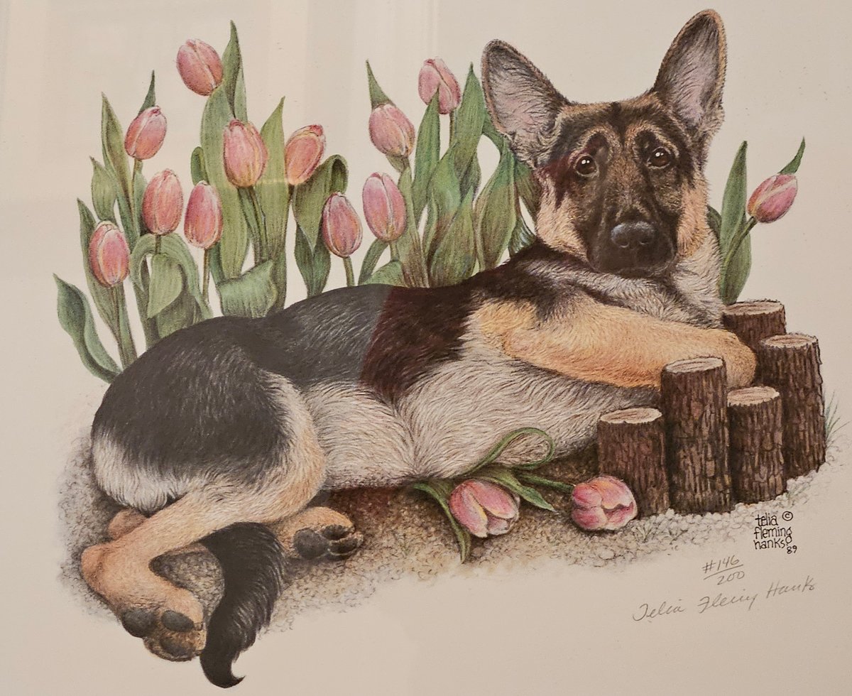 LIMITED EDITION FRAMED GERMAN SHEPHERD PUPPY PORTRAITS IN 4