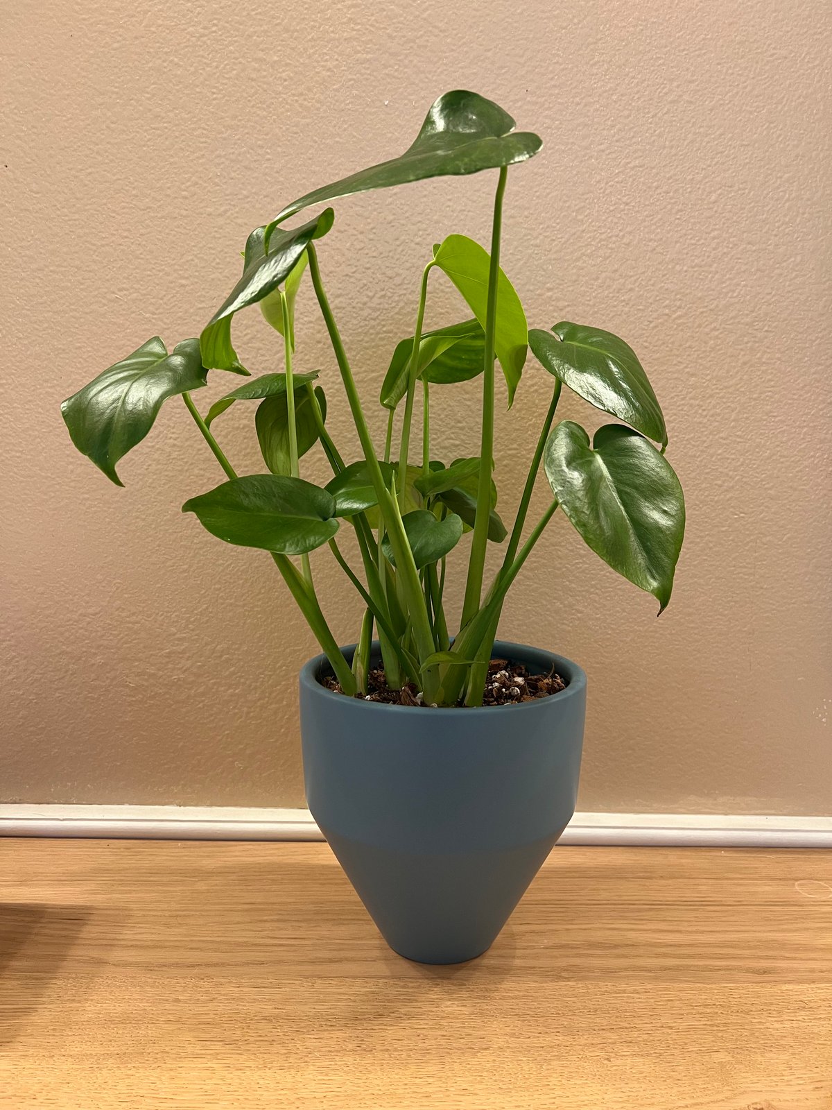 philodendron tuxtlanum red queen 4" Philodendron 'Spiritus Sancti'  Canopy Plant Co