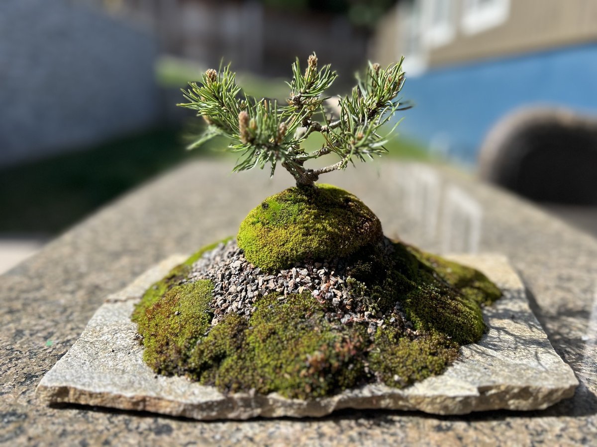 fuchsien bonsai Seedeo® Roter Fächerahorn (Acer palmatum atropurpureum) Bonsai 20 Same main image 0