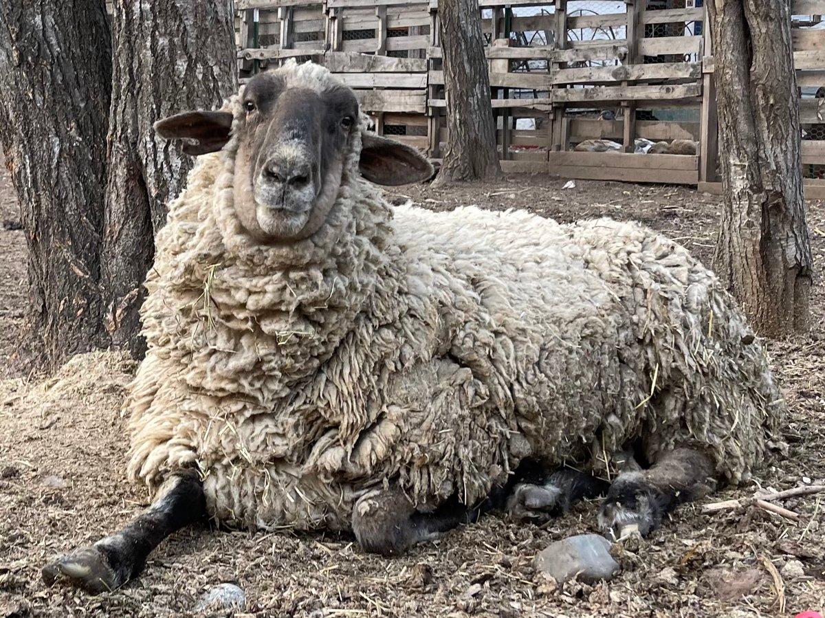 Ho Ho Ho., image size:1200x899