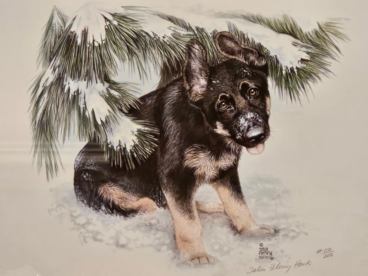 LIMITED EDITION FRAMED GERMAN SHEPHERD PUPPY PORTRAITS IN 4
